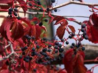 Wilder Wein in Herbstfarben